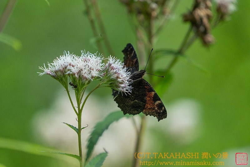 ../Images/7R240810 (99).jpg